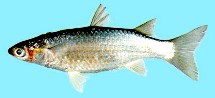 Liza carinata_03.jpg